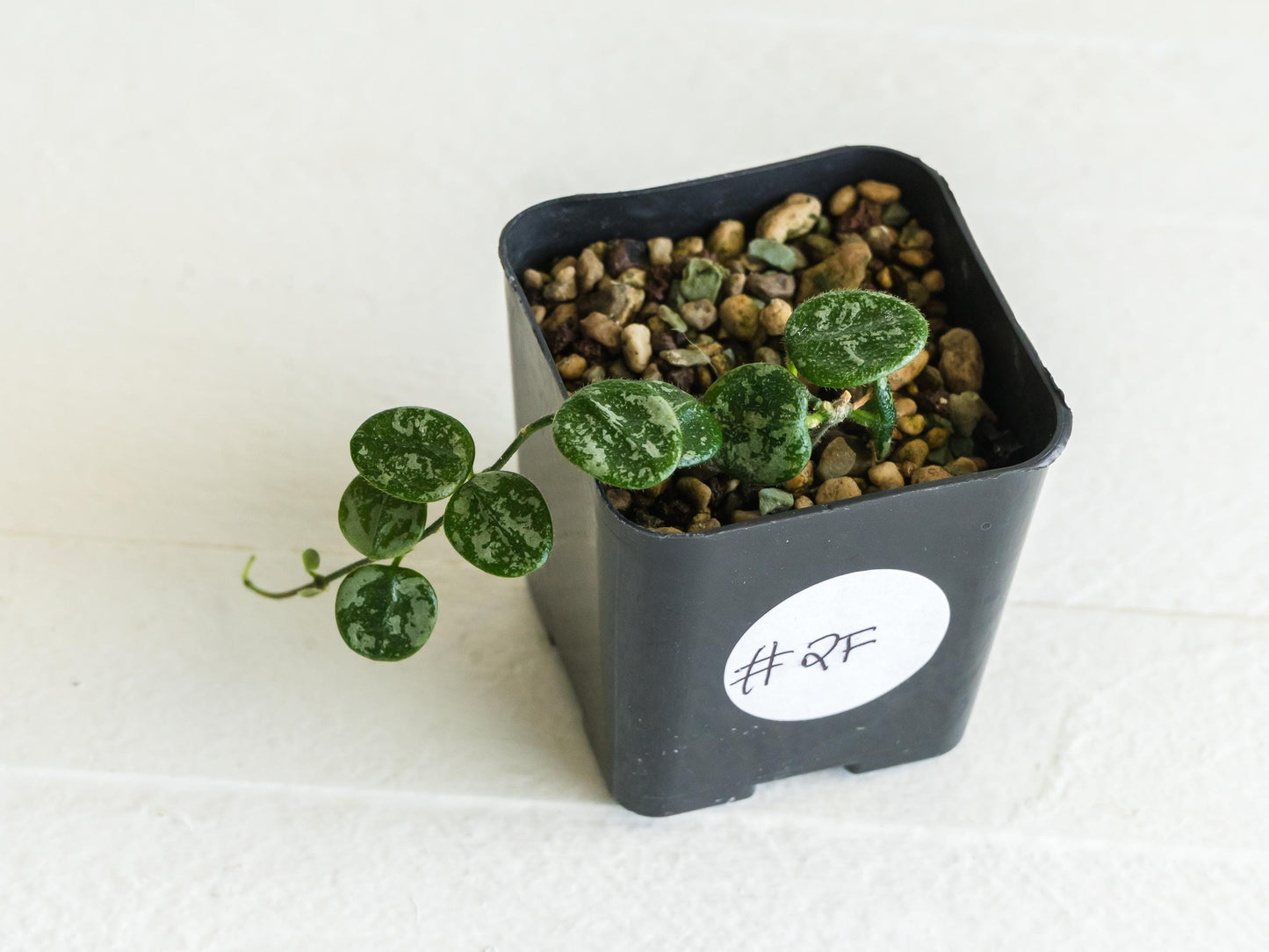 Hoya serpens (Splash) | 2-Inch