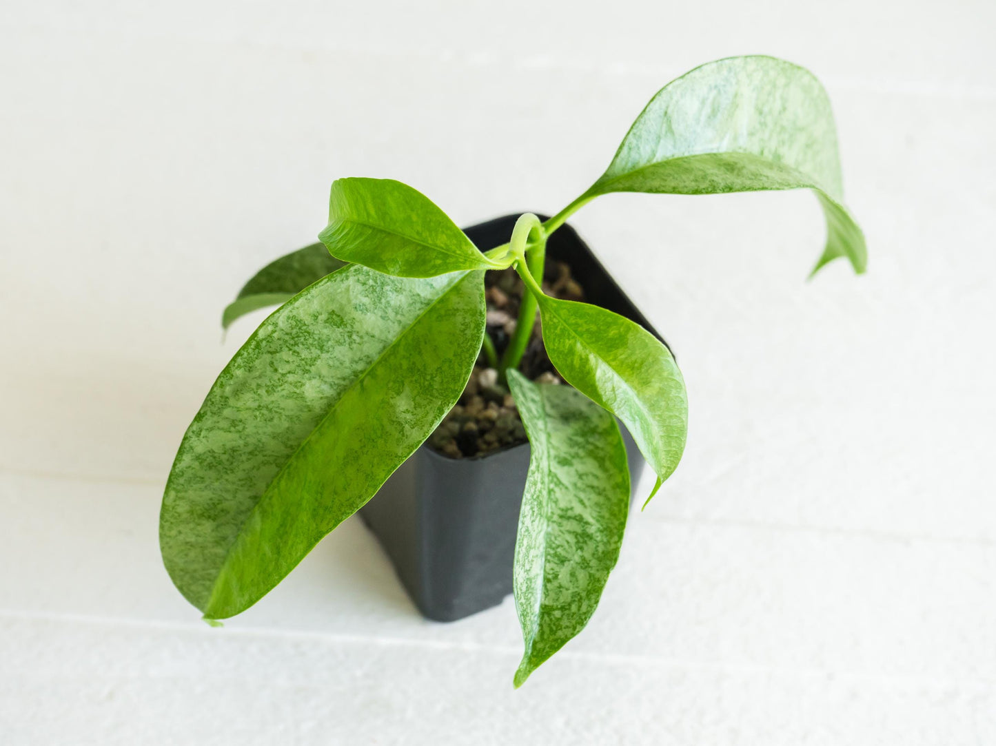 Hoya multiflora ‘Wonderphil’ | 2-Inch