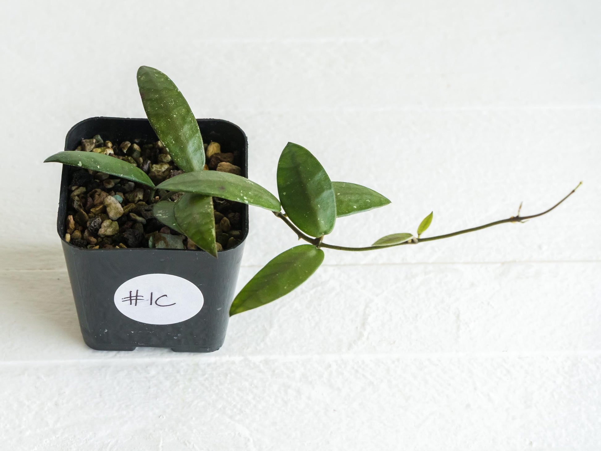 Hoya sigillatis 'Alas River' | 2-Inch