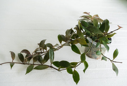 Hoya 'Rebecca' | 3-Inch