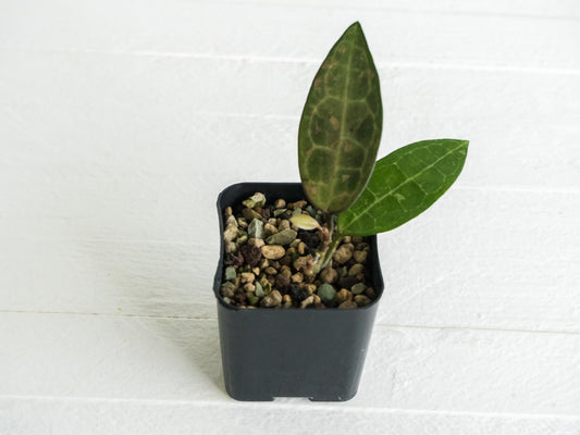 Hoya elliptica (Splash) | 2-Inch