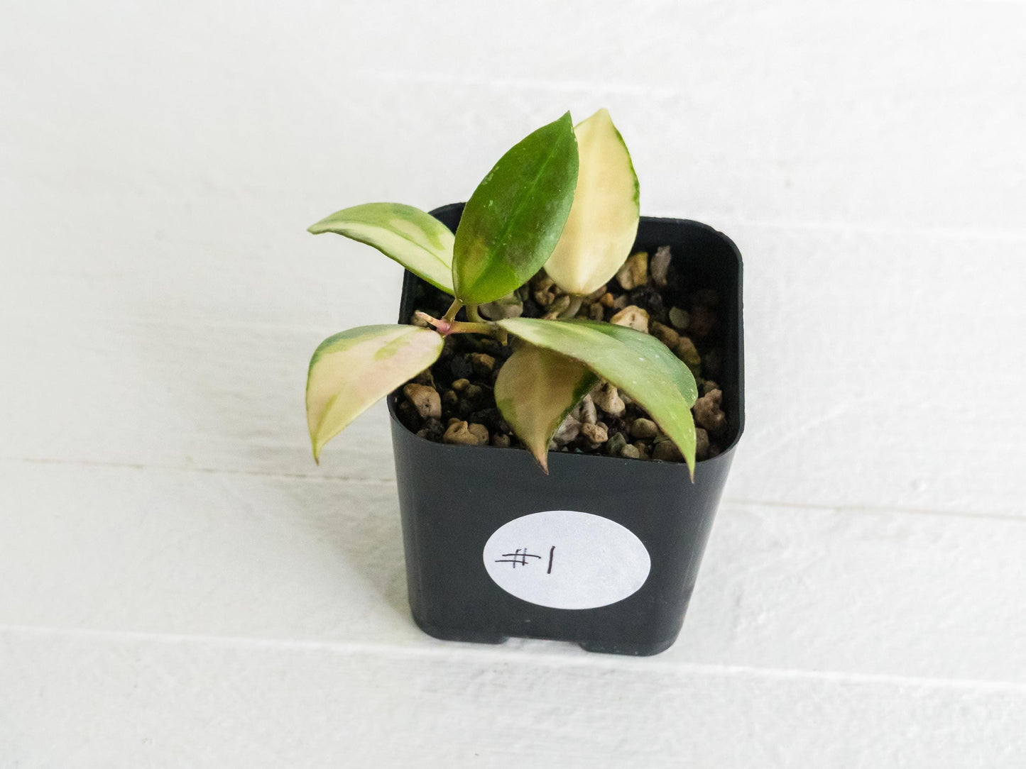Hoya walliniana (Inner Variegated) | 2-Inch