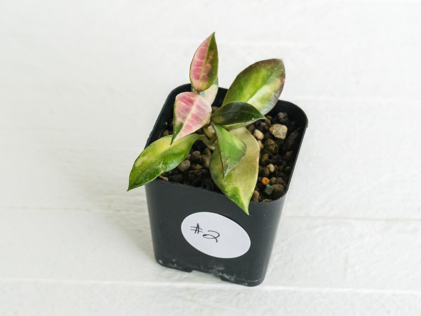 Hoya walliniana (Inner Variegated) | 2-Inch
