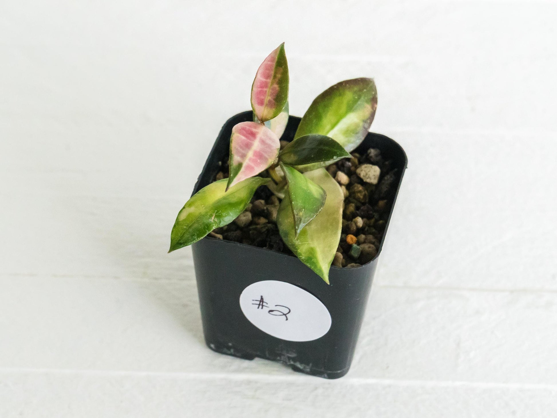 Hoya walliniana (Inner Variegated) | 2-Inch