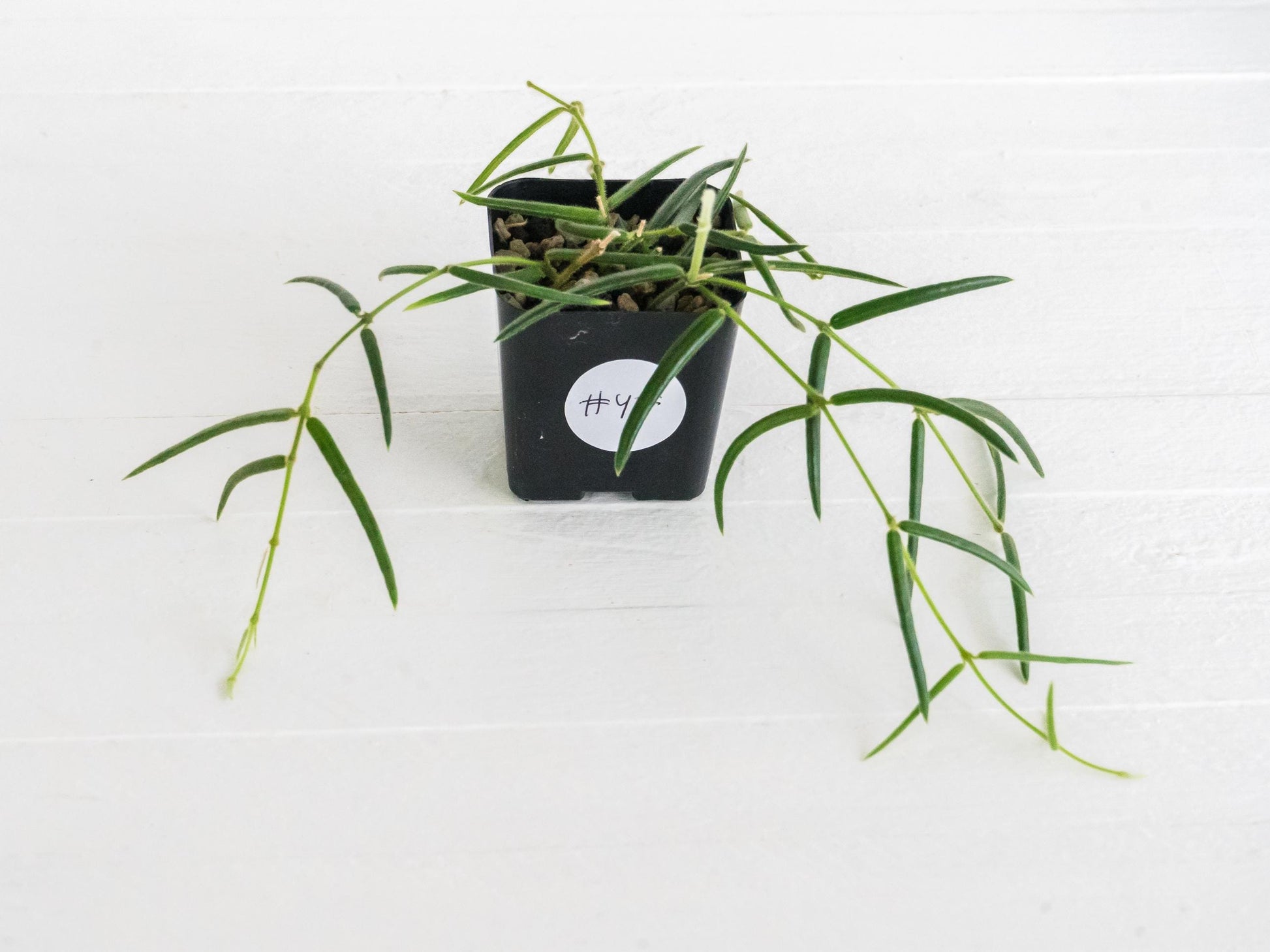 Hoya linearis | 2-Inch