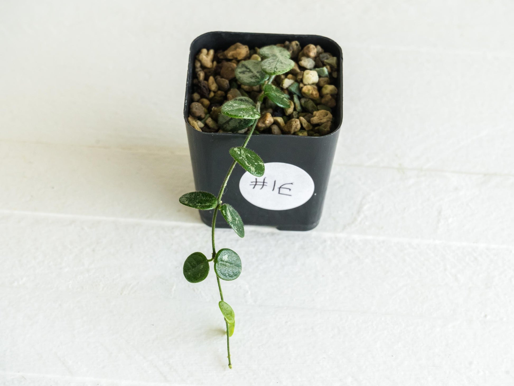 Hoya serpens (Splash) | 2-Inch