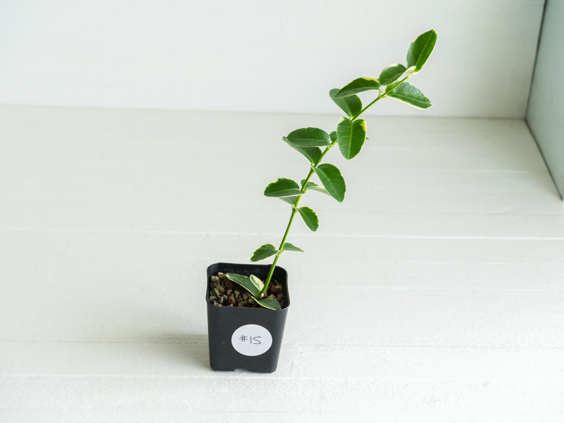 Hoya cumingiana (Albo | Outer Variegated) | 2-Inch