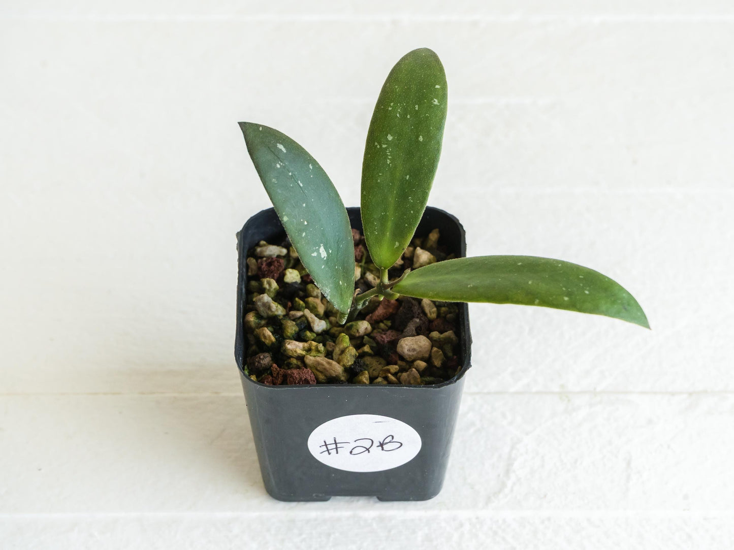 Hoya sabah 'Dragonfly' (EPC-960) | 2-Inch