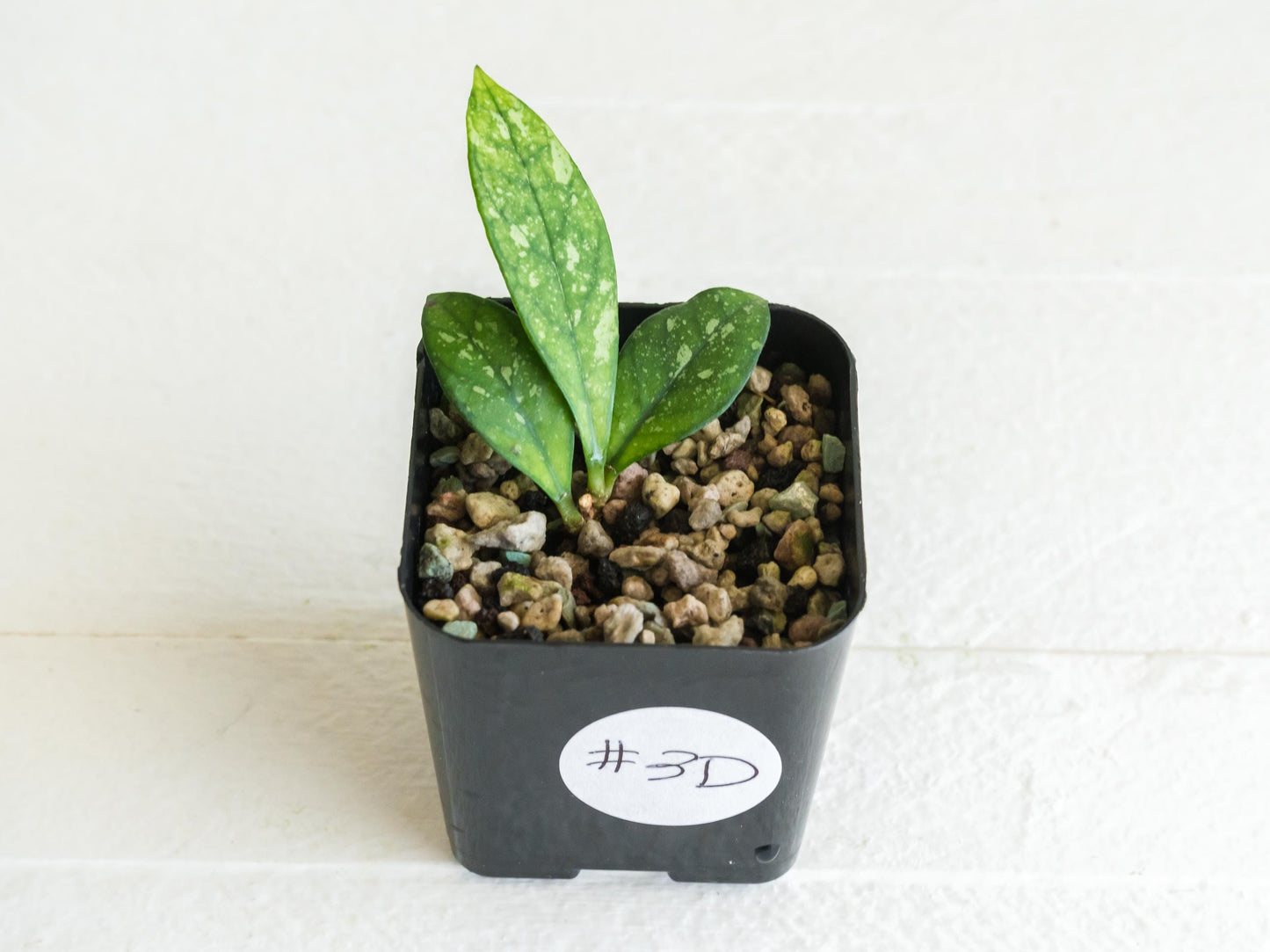Hoya crassipetiolata (Splash) | 2-Inch