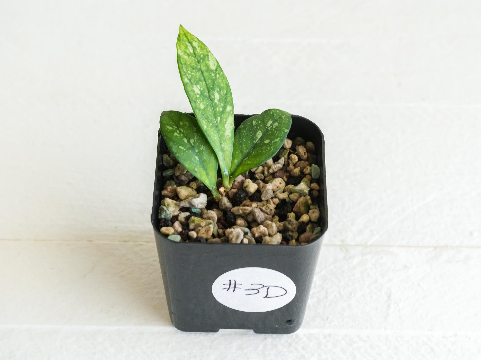 Hoya crassipetiolata (Splash) | 2-Inch