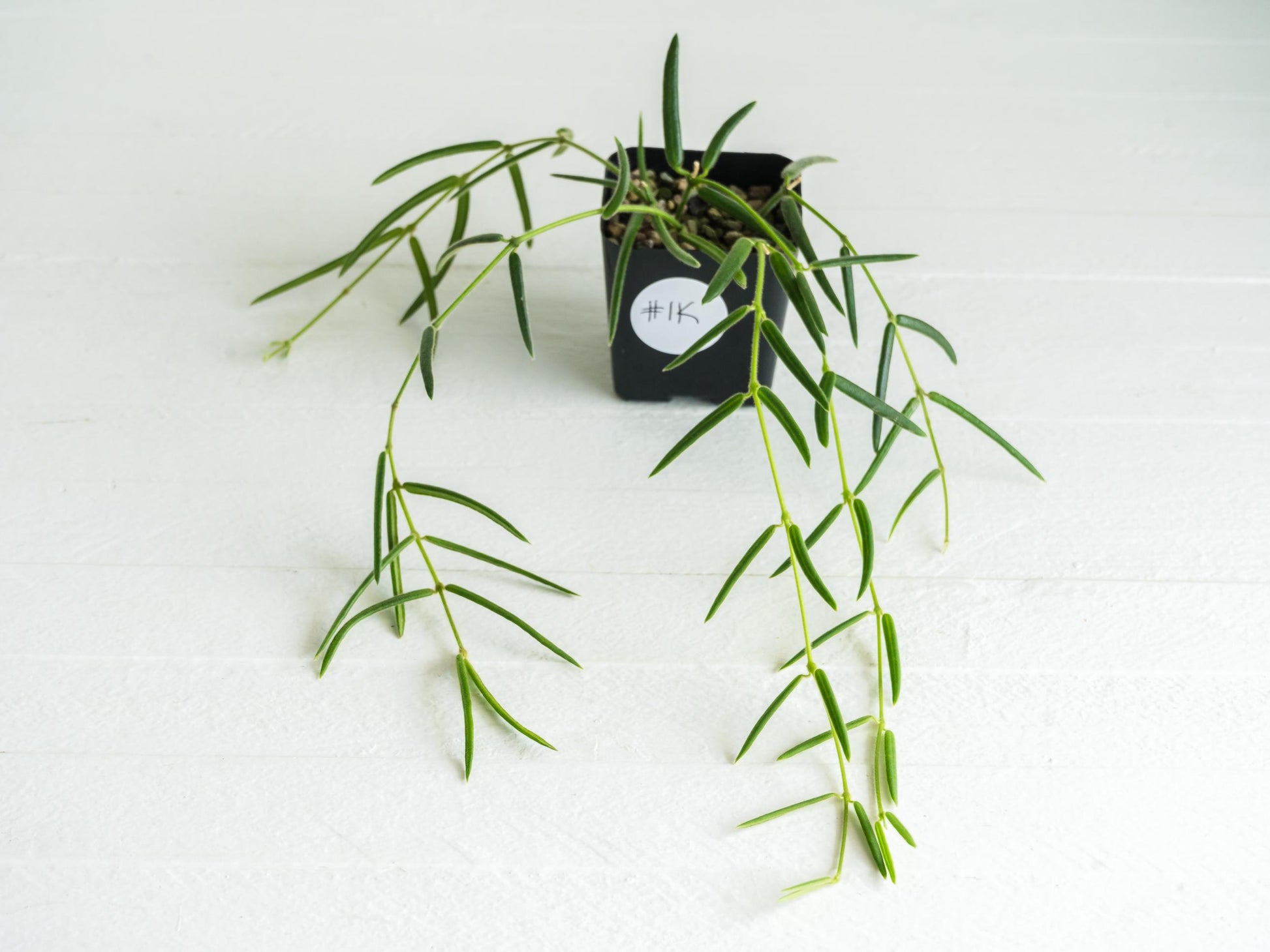 Hoya linearis | 2-Inch