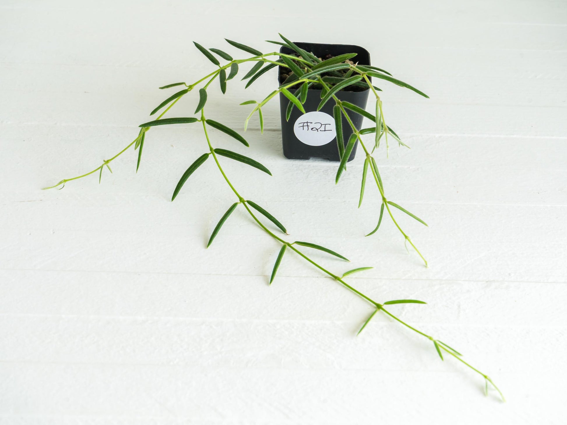 Hoya linearis | 2-Inch