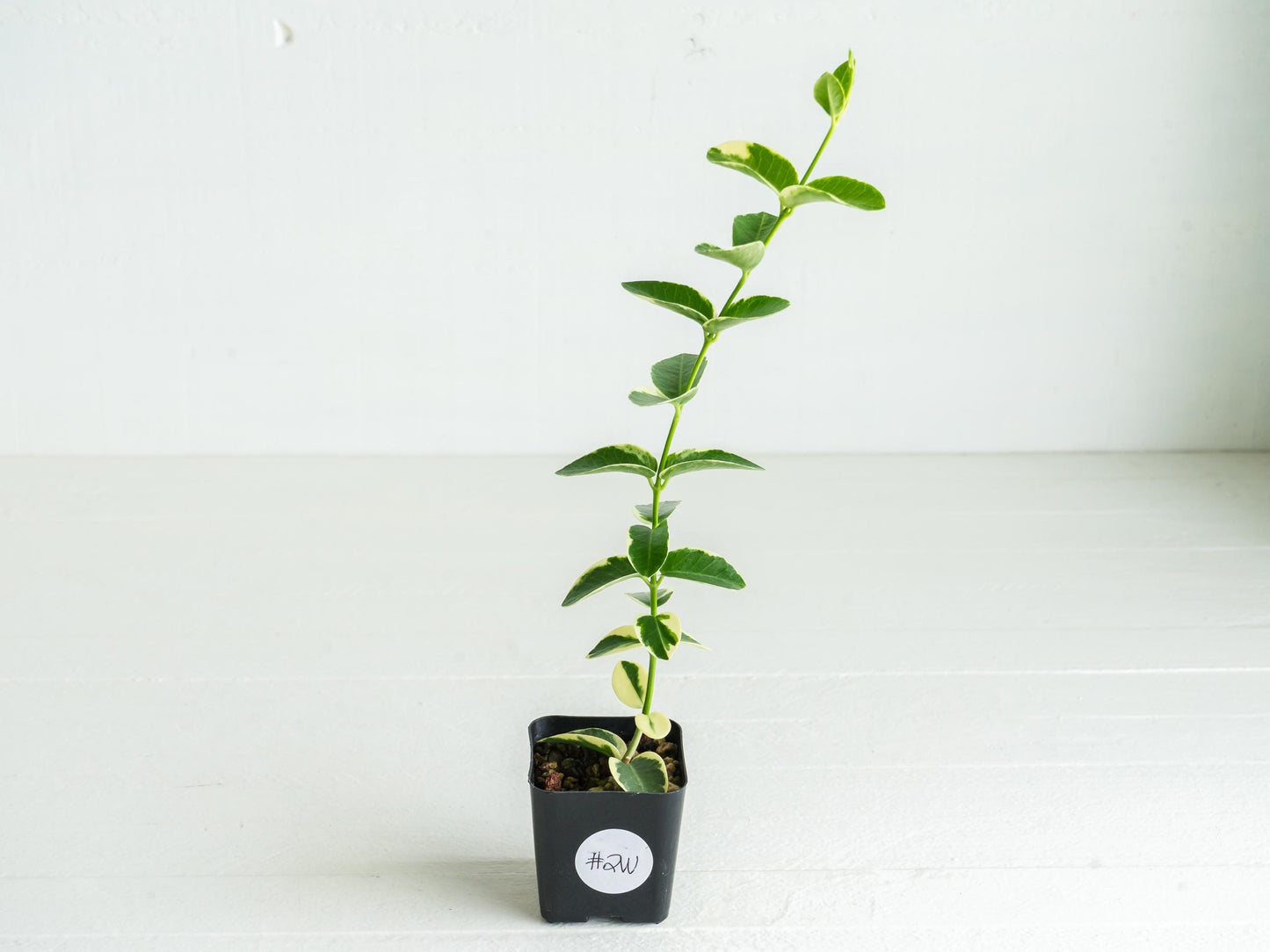 Hoya cumingiana (Albo | Outer Variegated) | 2-Inch