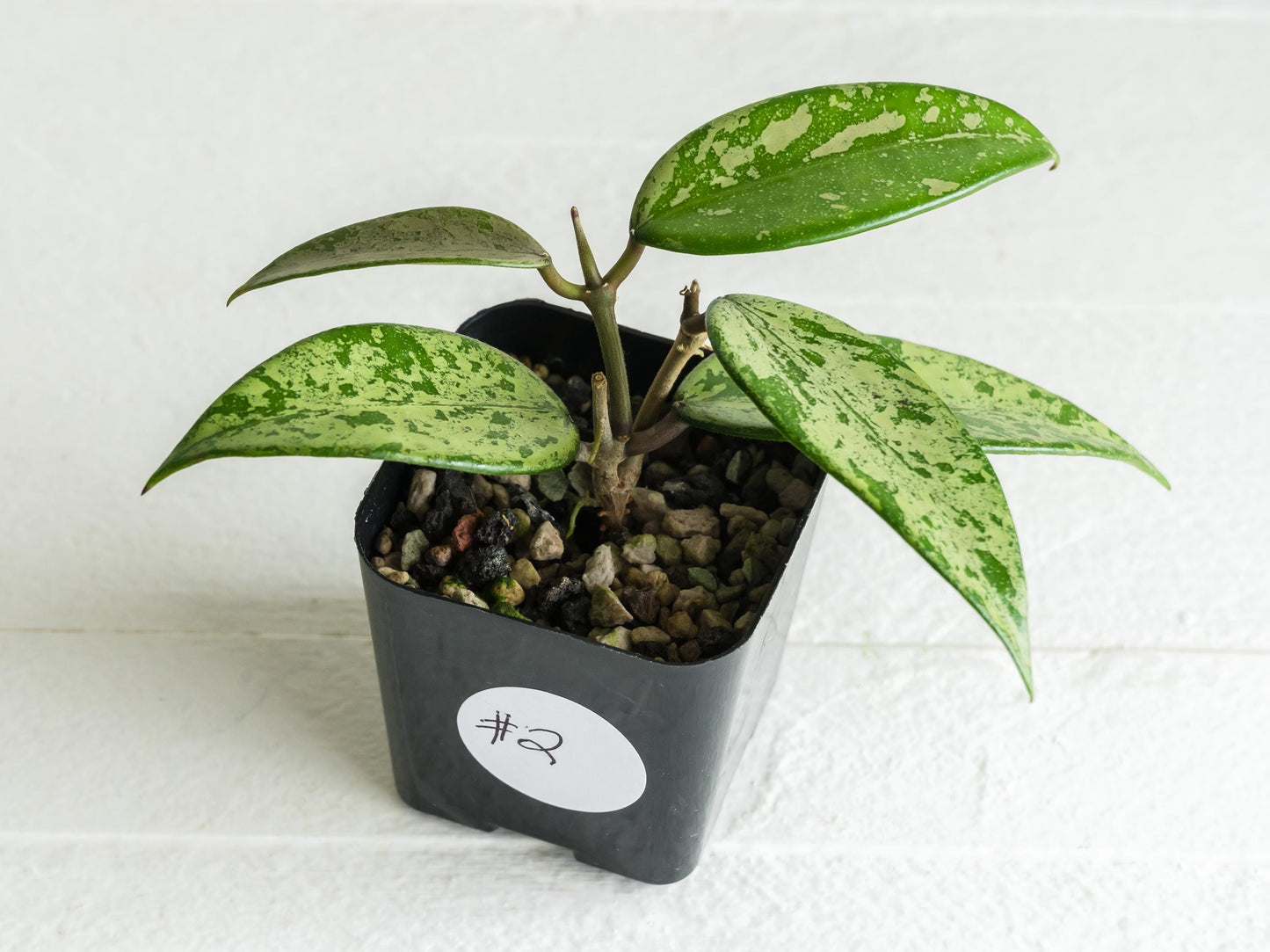 Hoya 'Snow Cui' (Silver) | 2-Inch