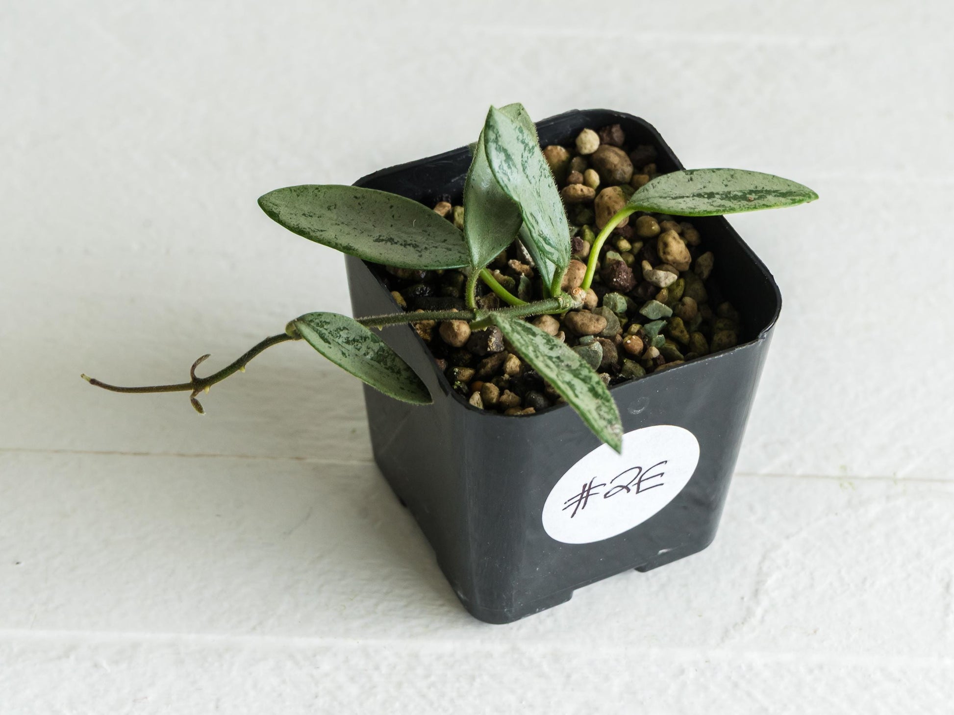 Hoya lima (Silver) | 2-Inch