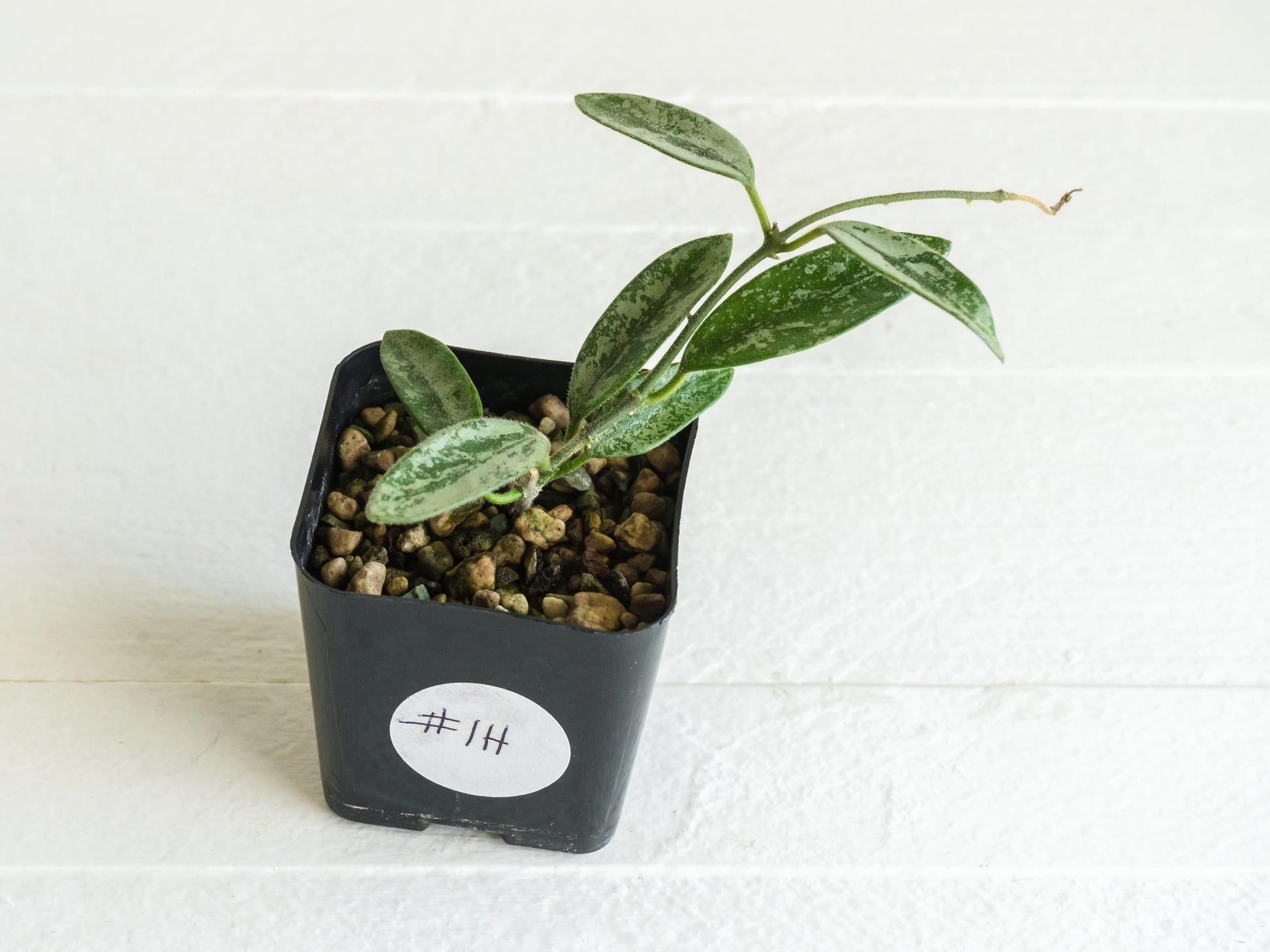 Hoya lima (Silver) | 2-Inch