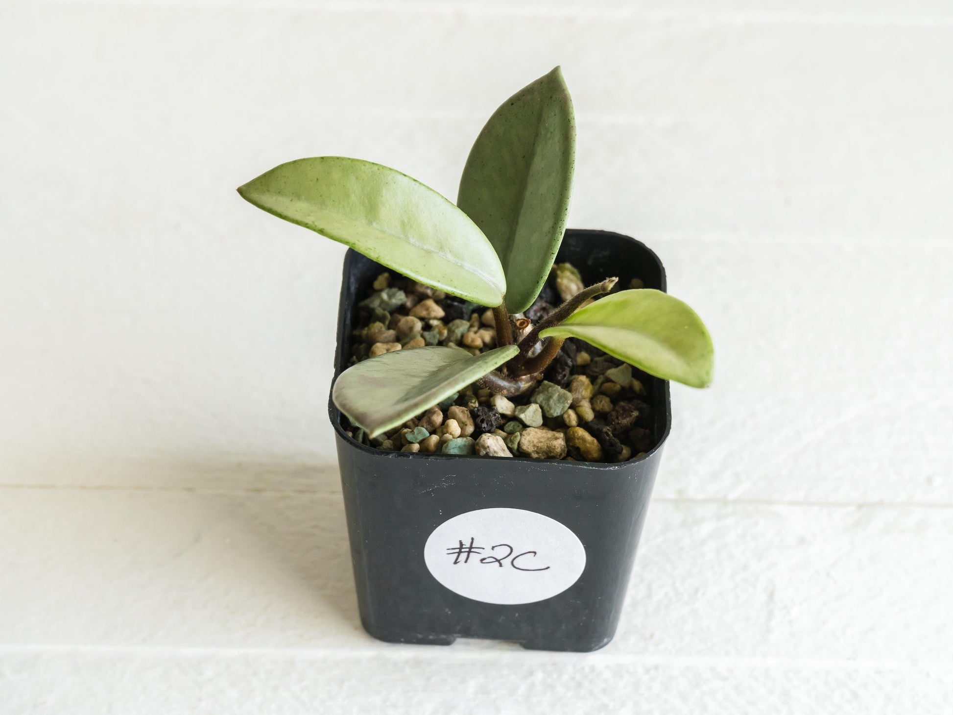 Hoya carnosa 'Wilbur Graves' (Silver) | 2-Inch