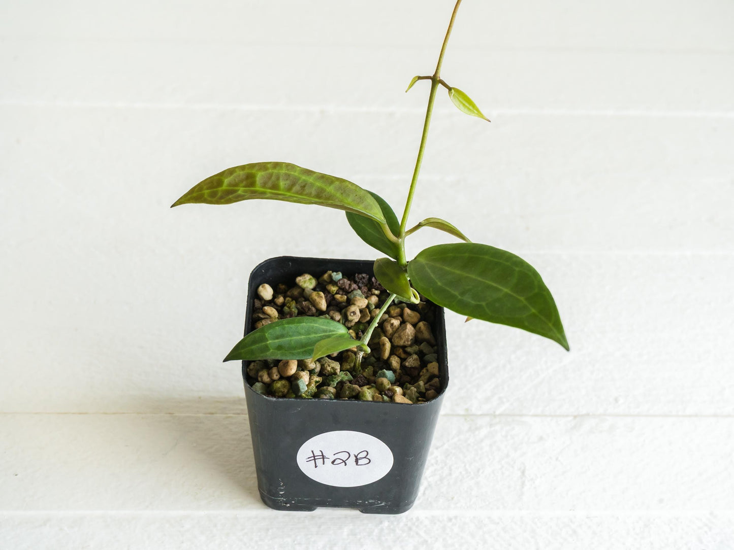 Hoya microdwarf (NS12-323) | 2-Inch