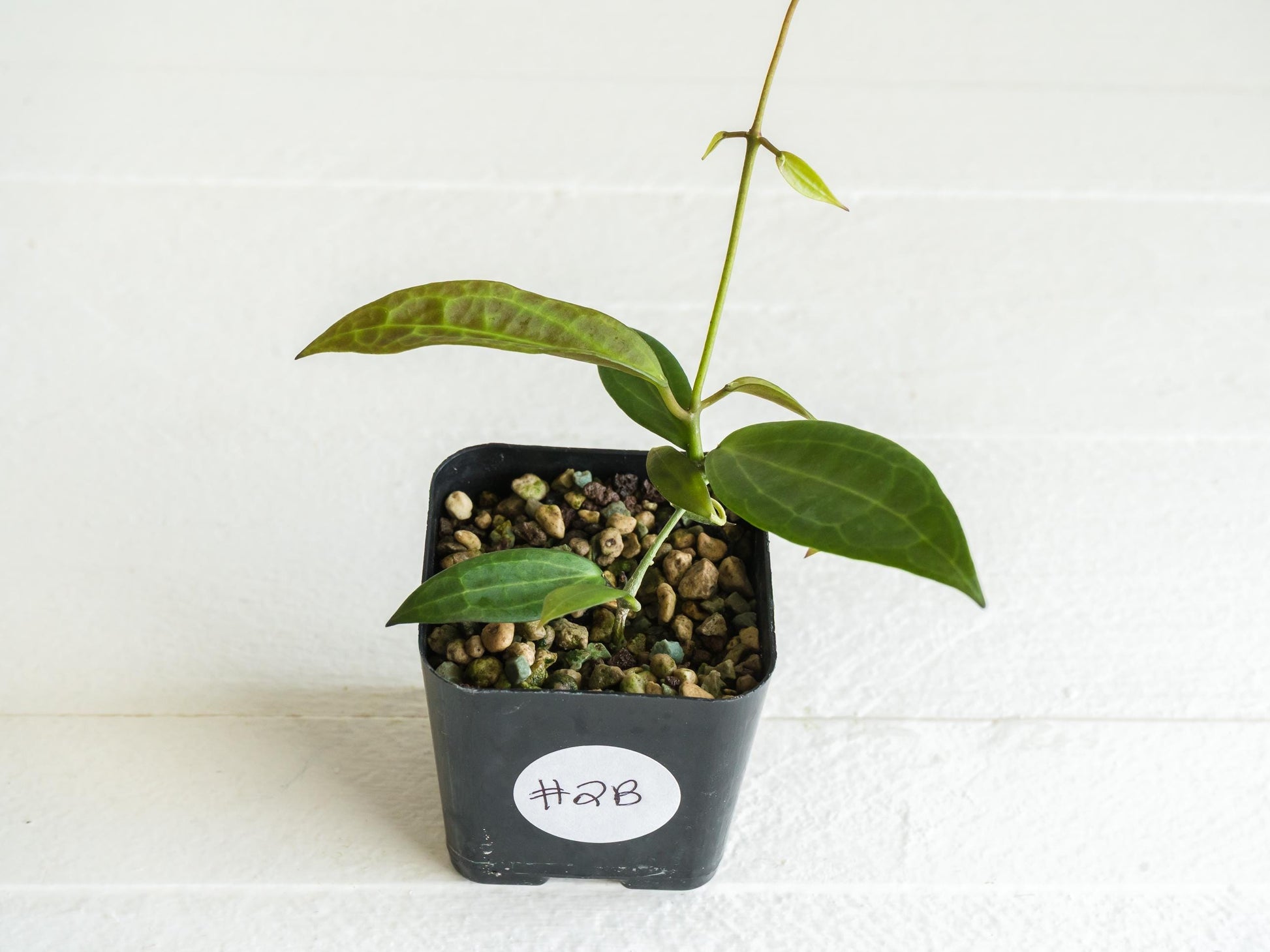 Hoya microdwarf (NS12-323) | 2-Inch