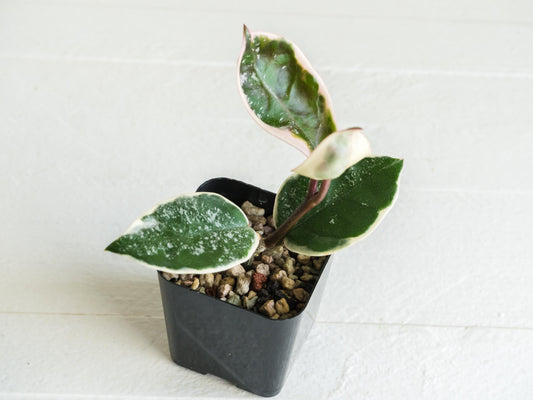 Hoya carnosa 'Tricolor' KRIMSON QUEEN (Splash) | 2-Inch