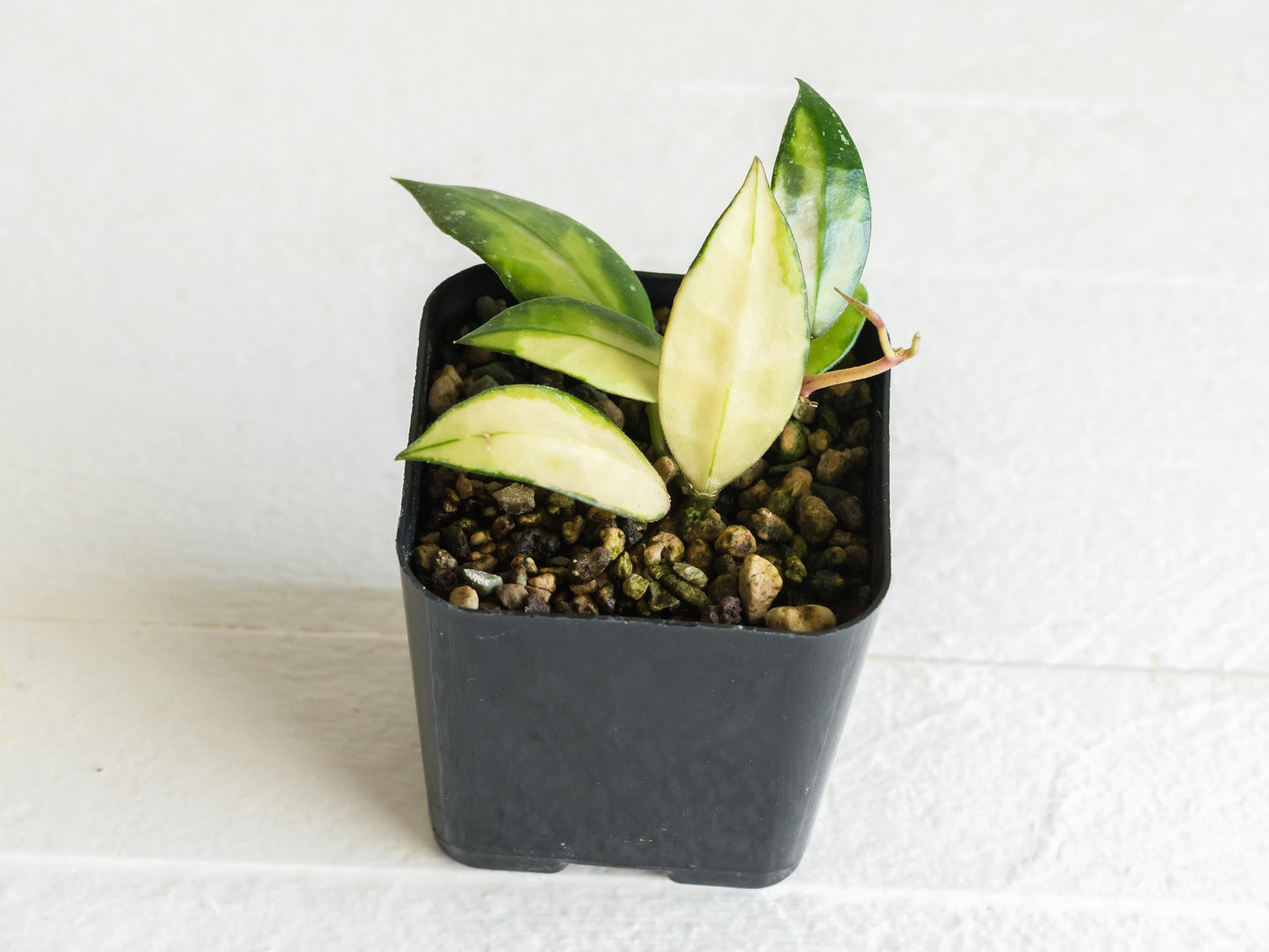Hoya walliniana (Inner Variegated) | 2-Inch