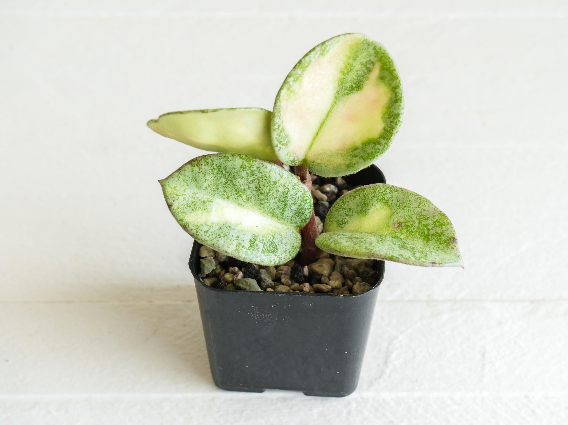 Hoya carnosa 'Argentea Princess' | 2-Inch