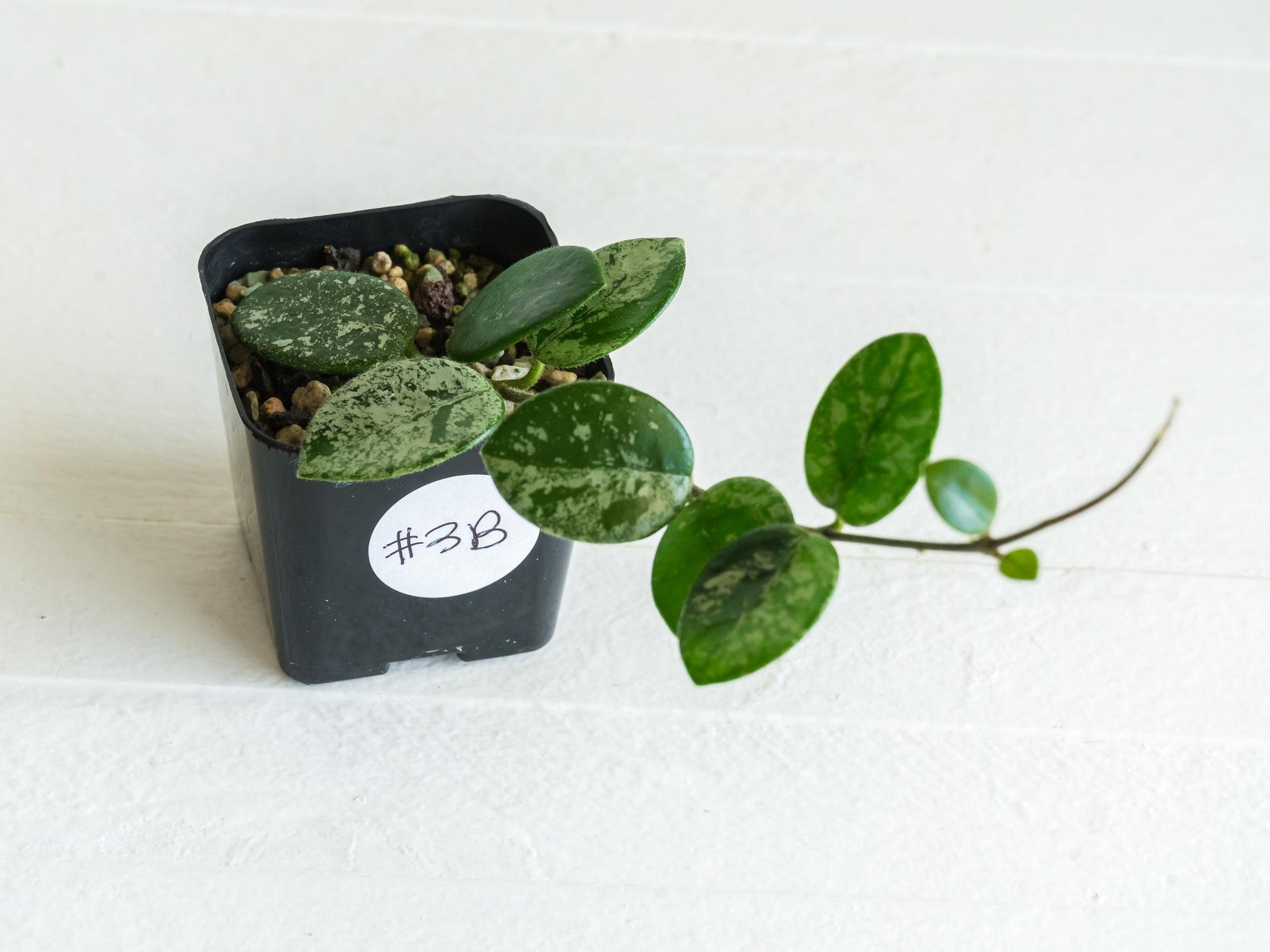 Hoya 'Mathilde' (Splash) | 2-Inch