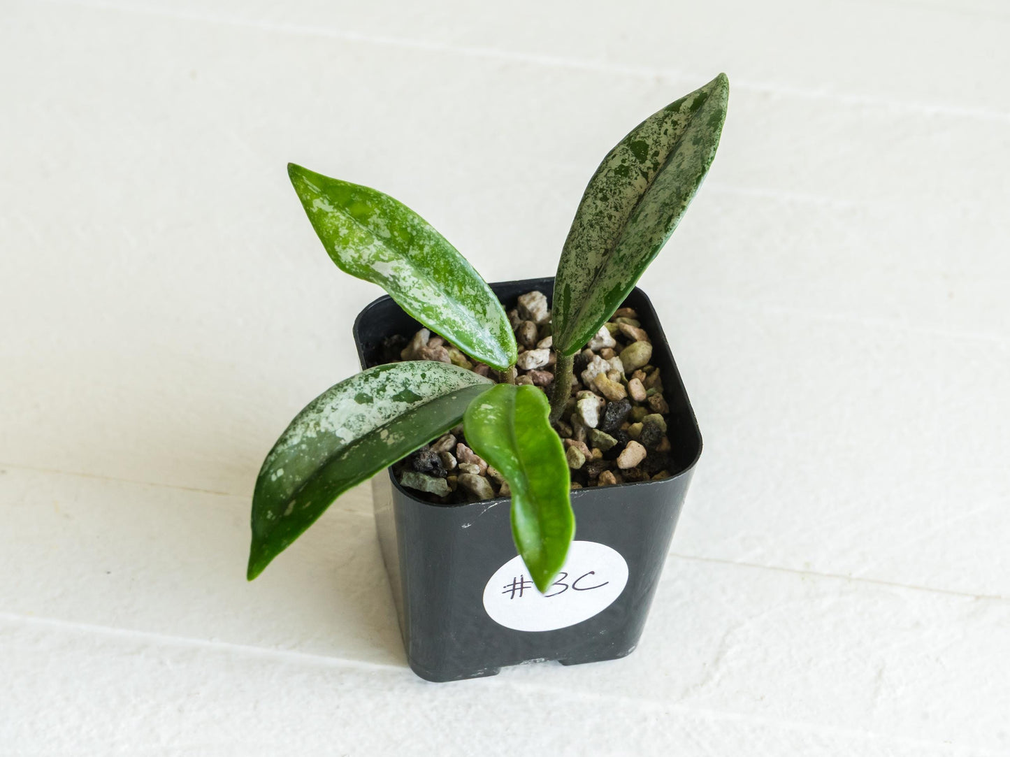 Hoya carnosa 'Wilbur Graves' (China) | 2-Inch