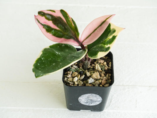 Hoya carnosa 'Tricolor' KRIMSON QUEEN (Splash) | 2-Inch