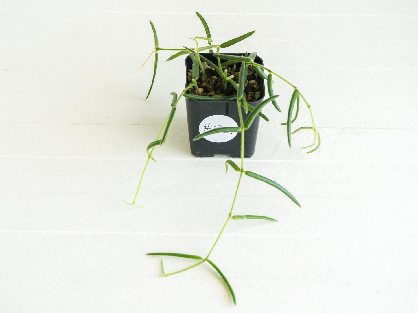 Hoya linearis | 2-Inch