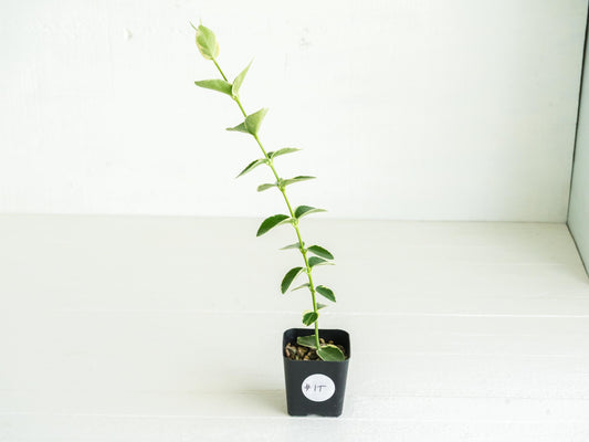 Hoya cumingiana (Albo | Outer Variegated) | 2-Inch