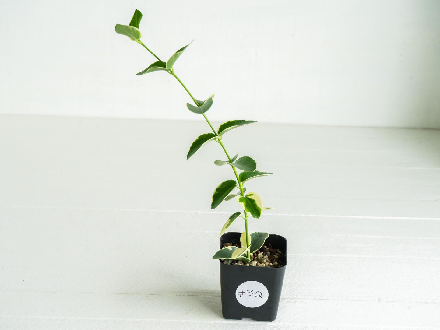 Hoya cumingiana (Albo | Outer Variegated) | 2-Inch