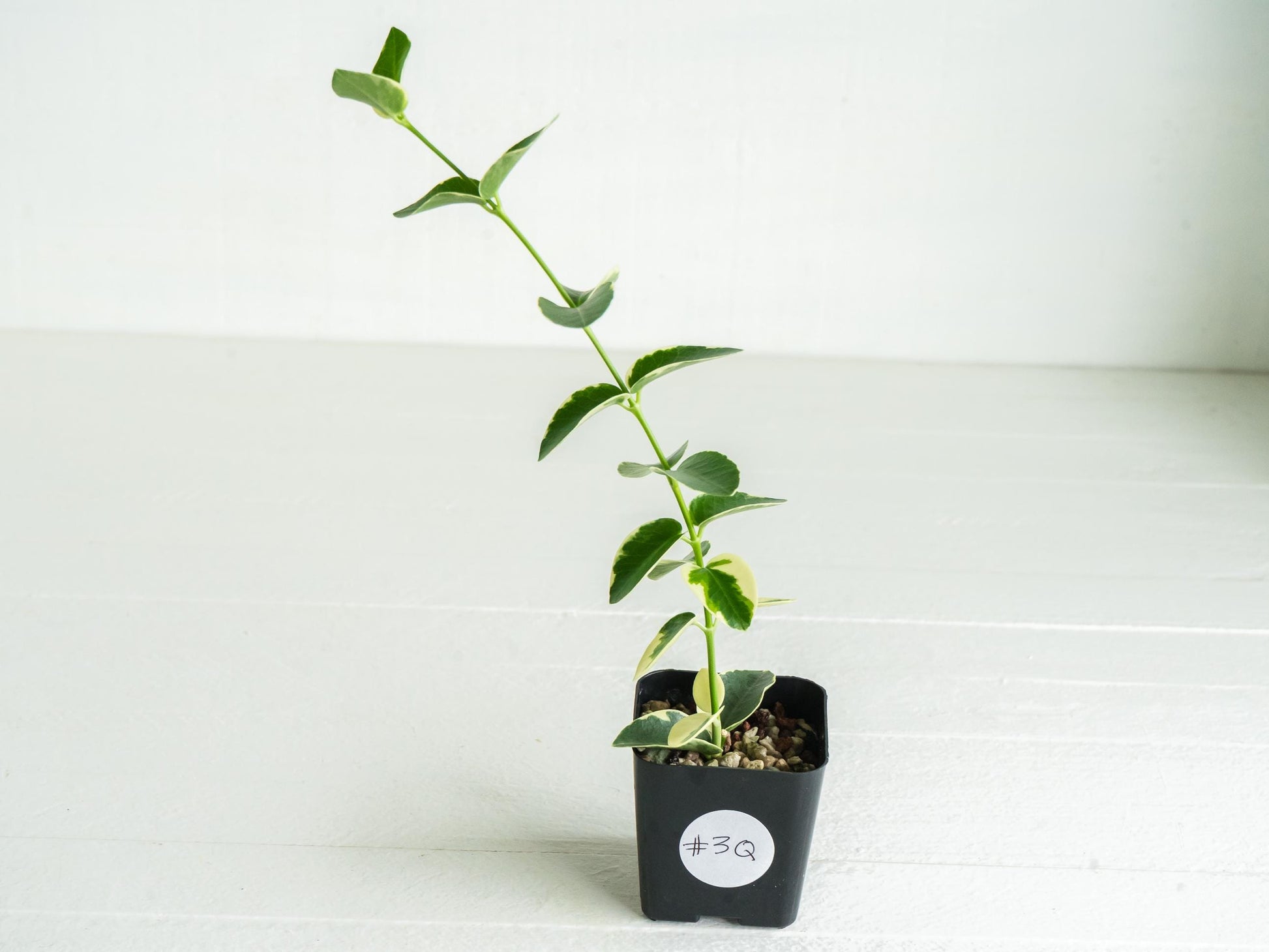 Hoya cumingiana (Albo | Outer Variegated) | 2-Inch