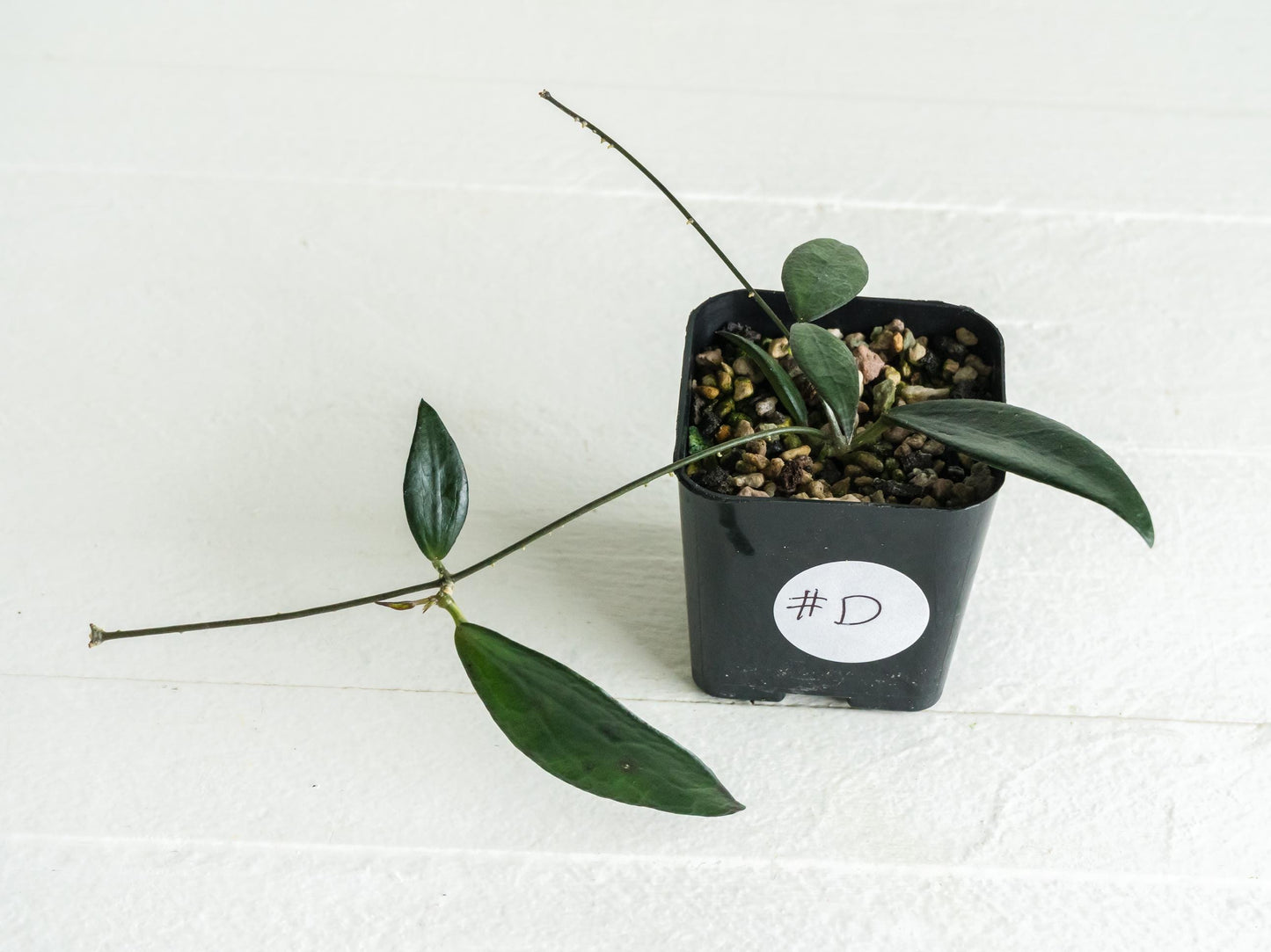 Hoya GPS-88 | 2-Inch