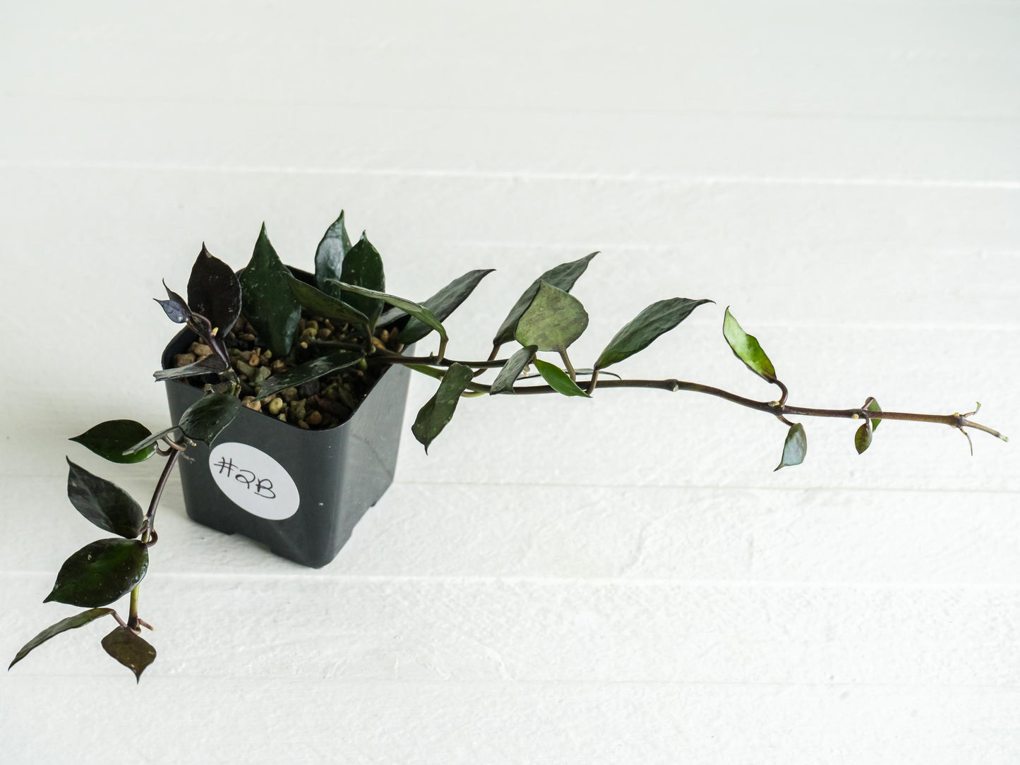 Hoya krohniana 'Black' | 2-Inch