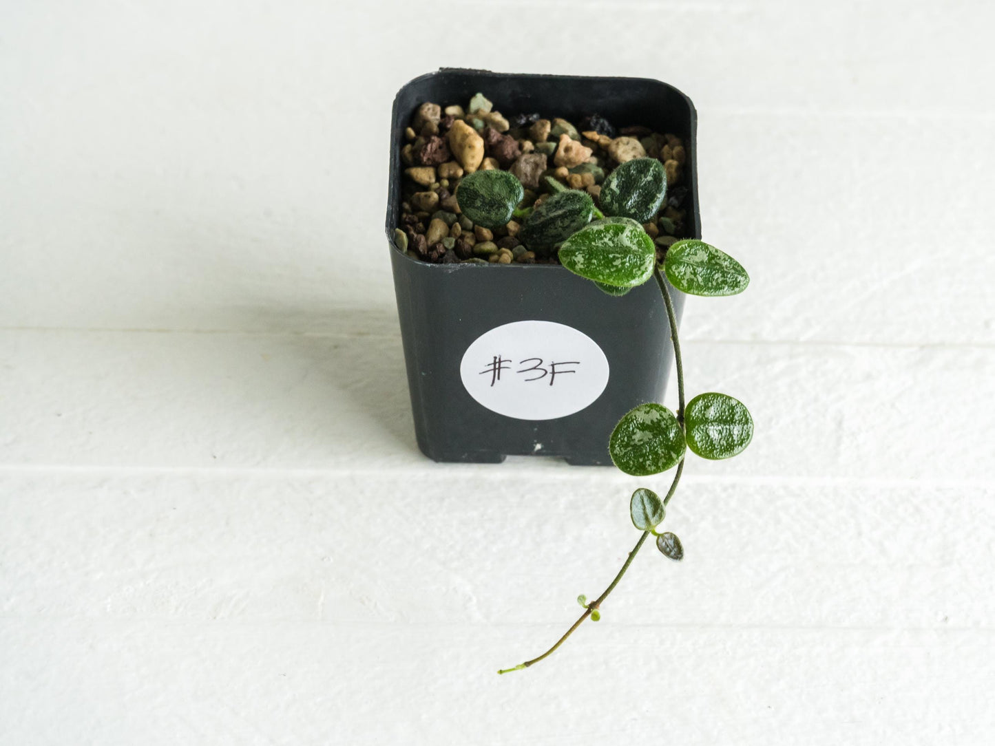 Hoya serpens (Splash) | 2-Inch