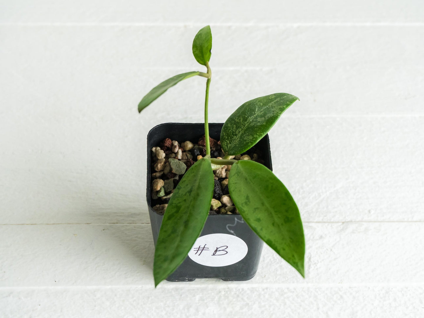 Hoya 'Rime' (Splash) | 2-Inch