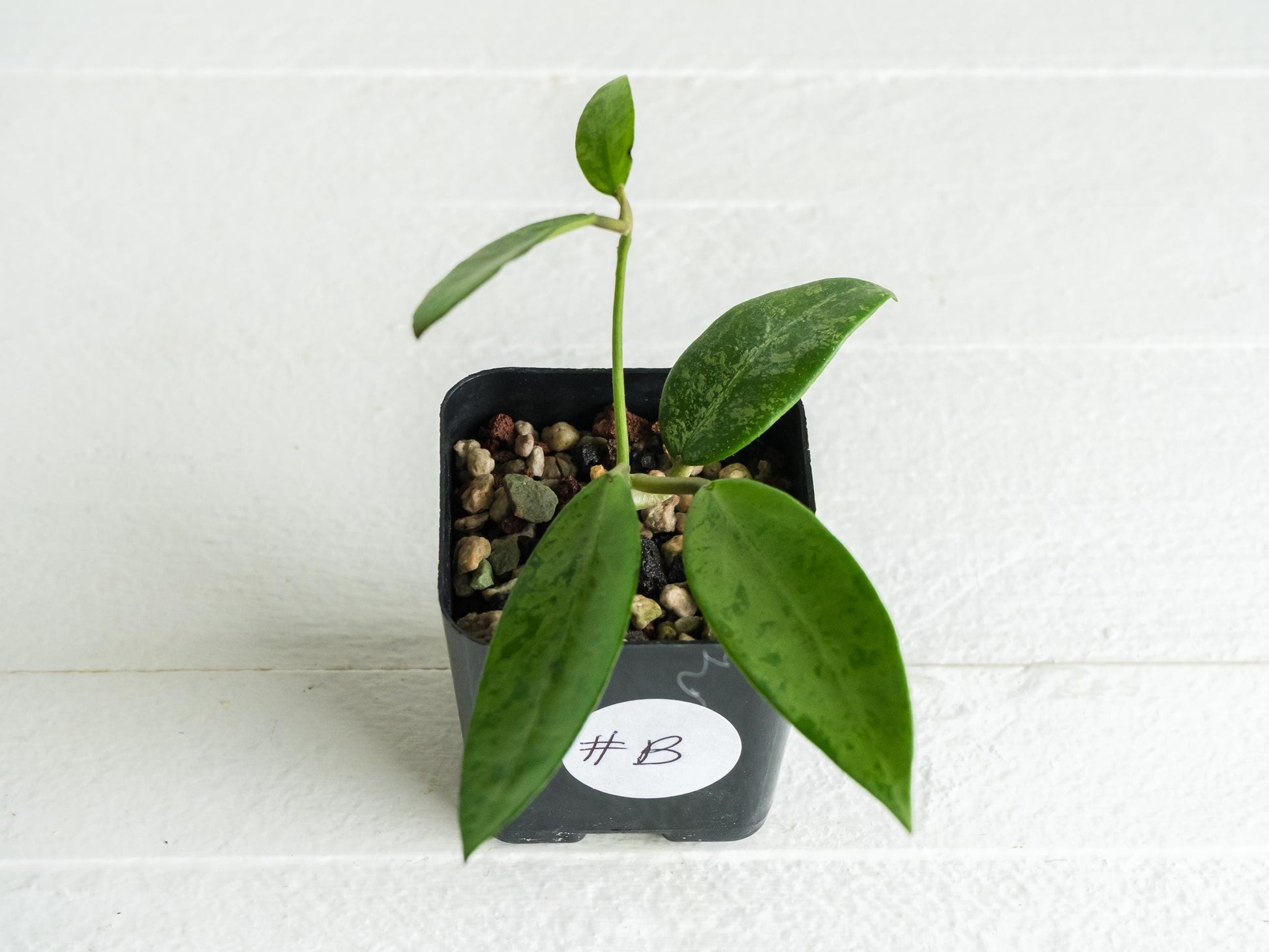Hoya 'Rime' (Splash) | 2-Inch