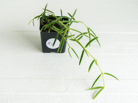Hoya linearis | 2-Inch