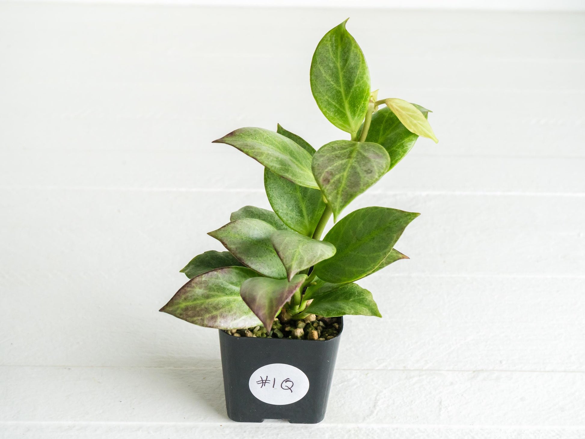 Hoya obscura (Silver) | 2-Inch