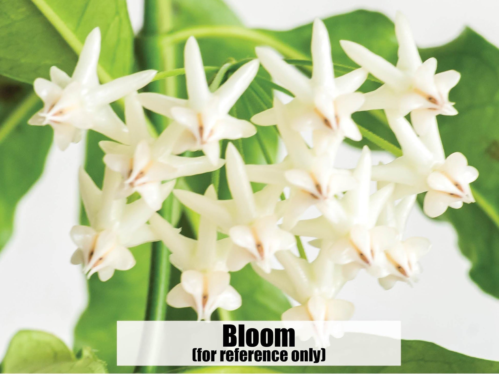 Hoya lockii | 2-Inch