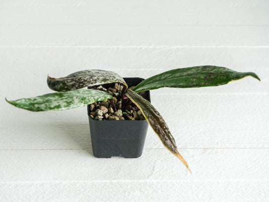 Hoya pubicalyx (Albo, Splash) | 2-Inch