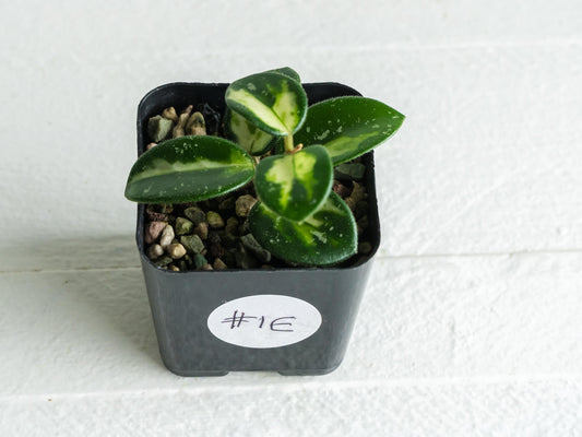 Hoya 'Mathilde' (Inner Variegated) | 2-Inch