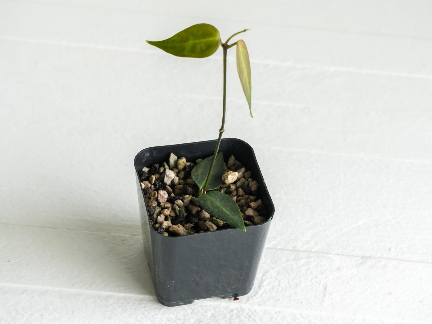Hoya carrii (NS13-064) | 2-Inch