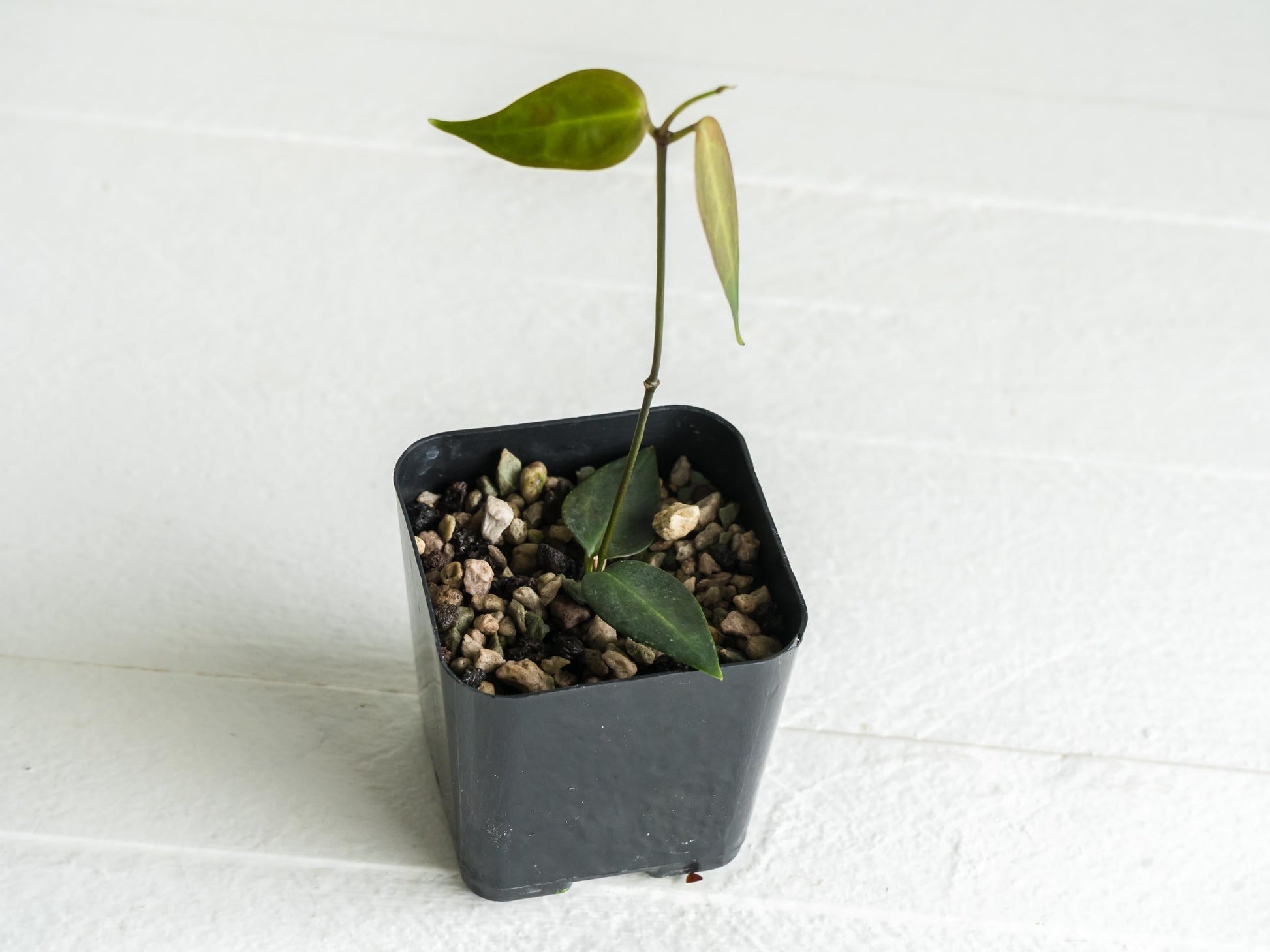 Hoya carrii (NS13-064) | 2-Inch