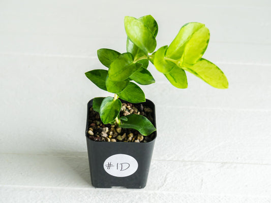 Hoya cumingiana (Inner Variegated) | 2-Inch