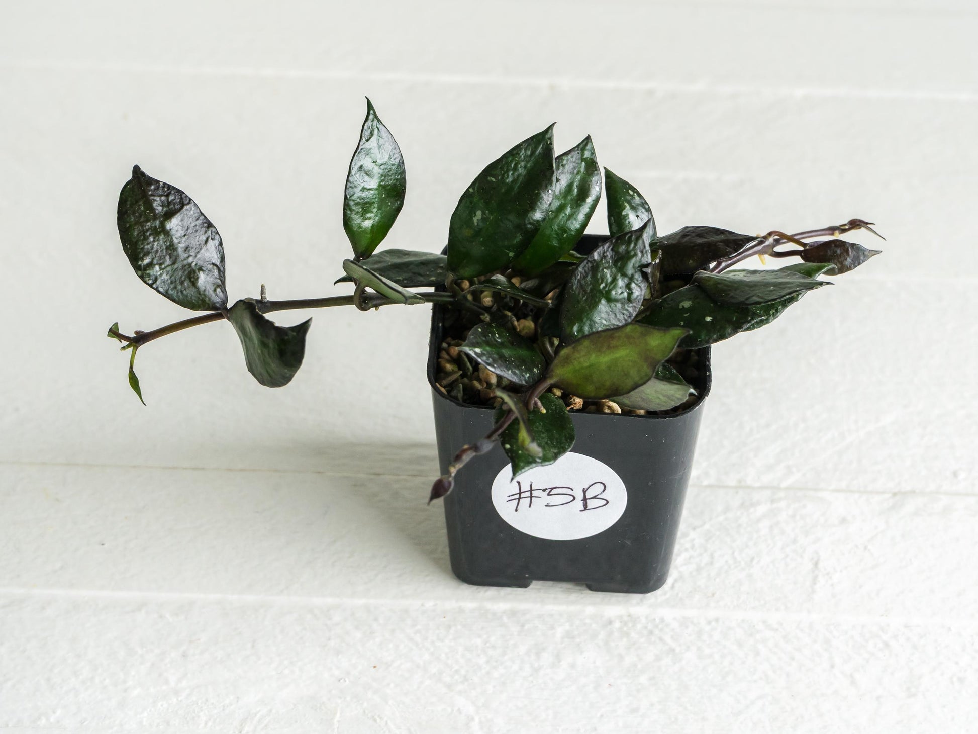 Hoya krohniana 'Black' | 2-Inch