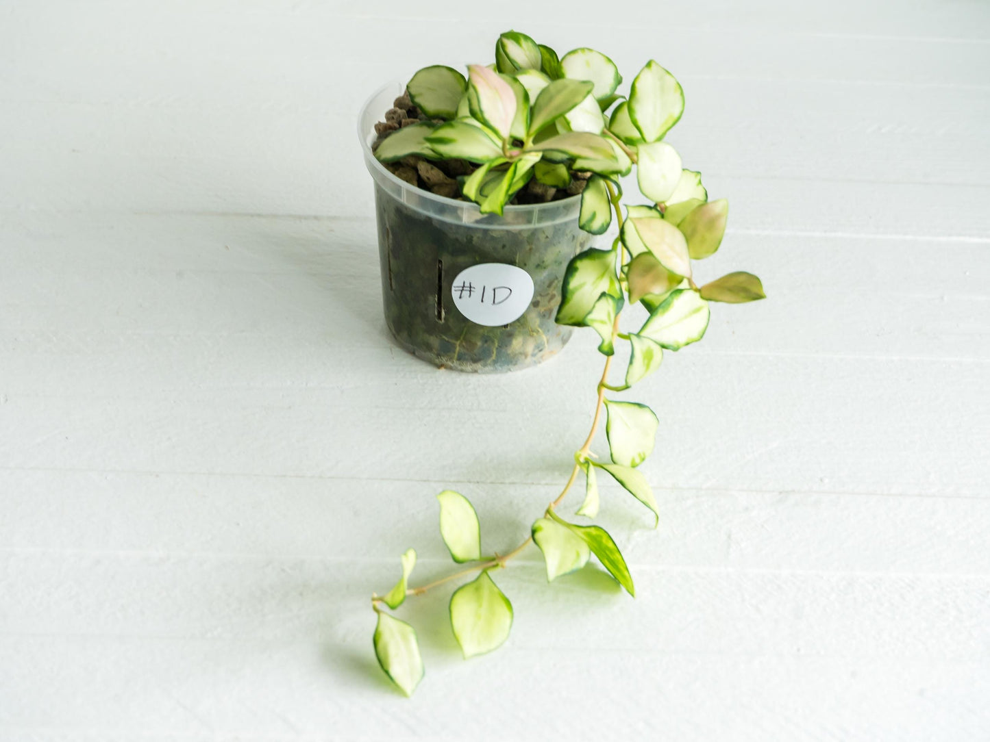 Hoya heuschkeliana (Inner Variegated) | 3-Inch