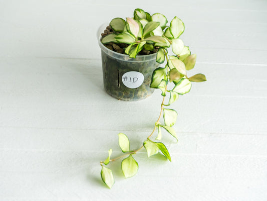 Hoya heuschkeliana (Inner Variegated) | 3-Inch