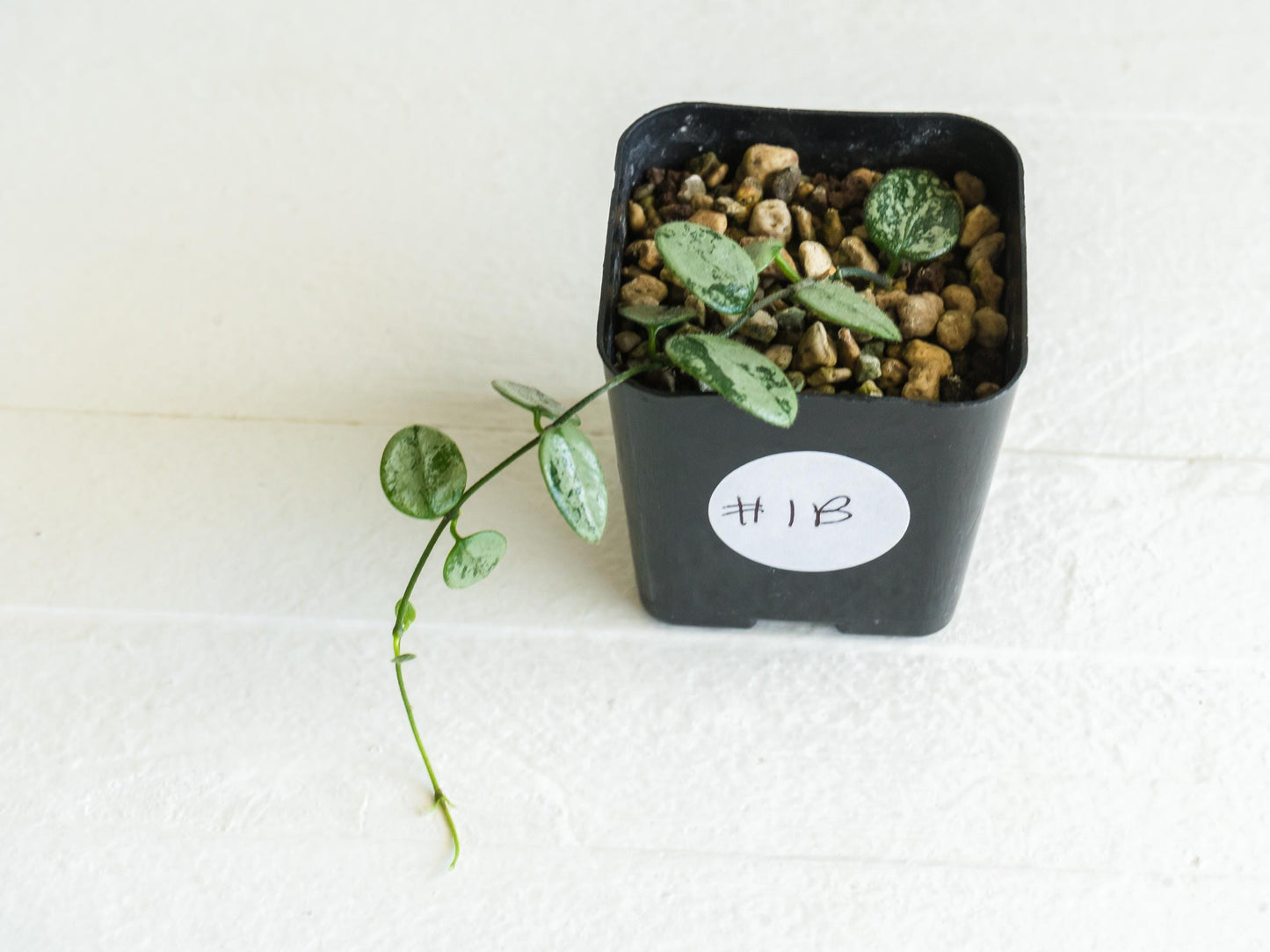 Hoya serpens (Silver) | 2-Inch